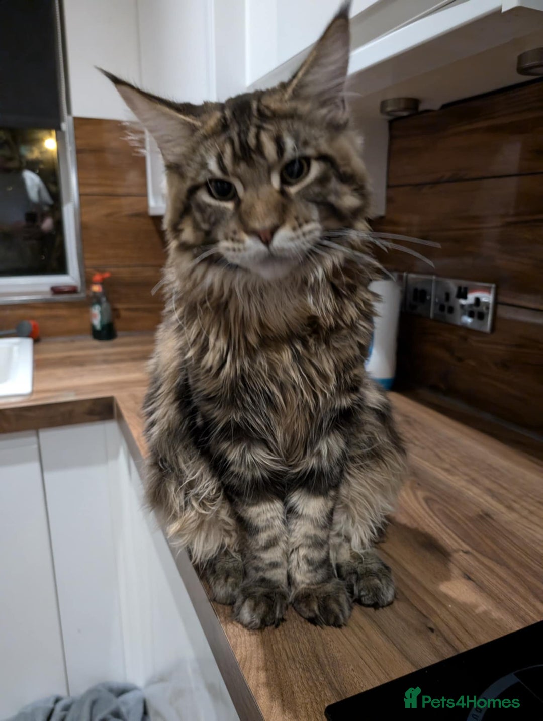 Maine Coon cats for sale: Active Maine Coon Tabby Boy Available  - Advert 4
