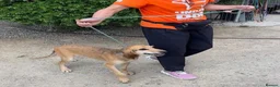 Segugio Italiano dogs for adoption: Loumi (wire-haired Segugio Italiano) in Edinburgh - Advert 21