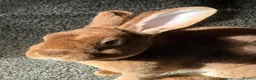 Mixed Breed rabbits for sale: 2 brother Rex rabbits  in Mansfield - Advert 3
