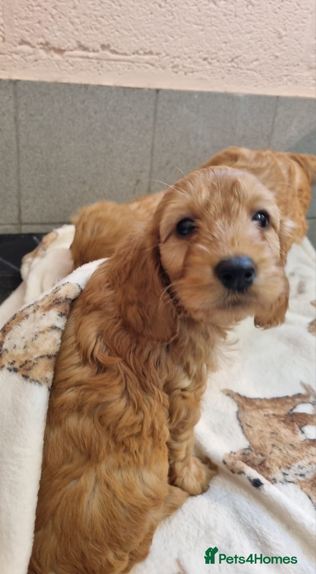 Cockapoo dogs for sale: Cockapoo puppies - Advert 7