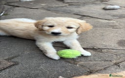 Labradoodle dogs for sale: F1B Labradoodles: available from Aug 2nd. in Uxbridge - Image 23