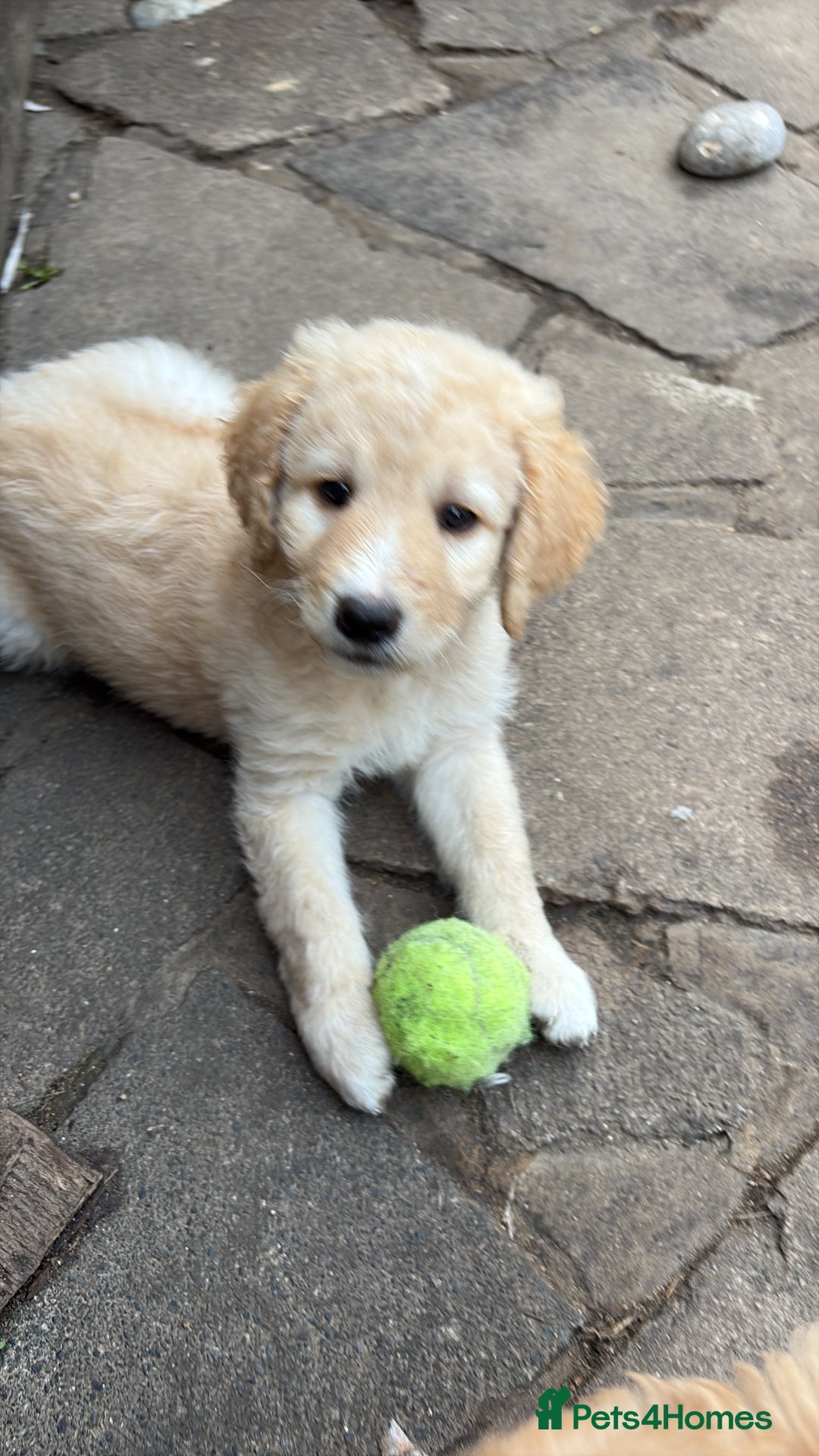Labradoodle dogs for sale: F1B Labradoodles: available from Aug 2nd. in Uxbridge - Image 23