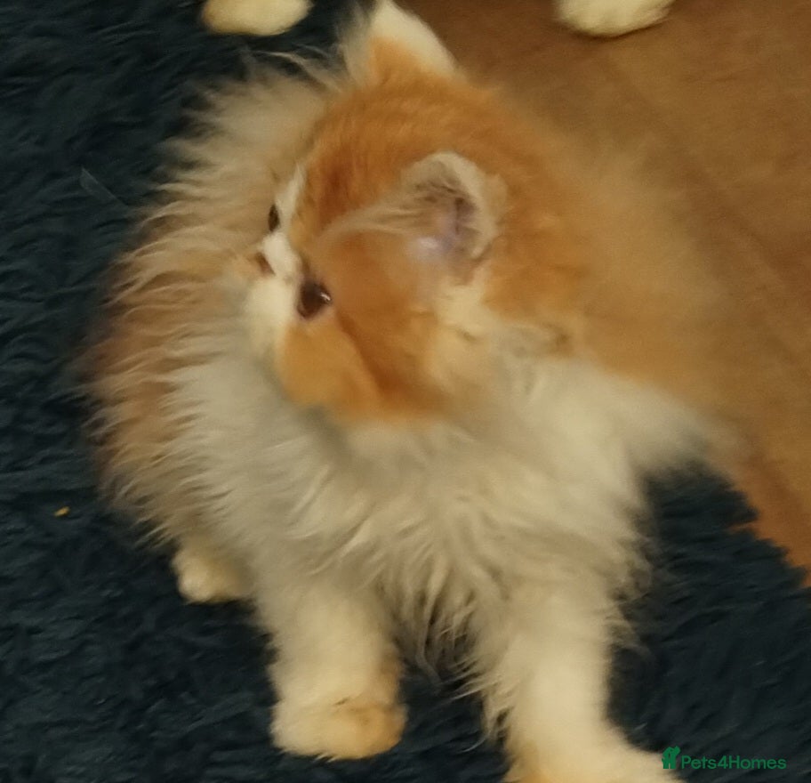 Persian cats Beautiful persian kittens  - Advert 1