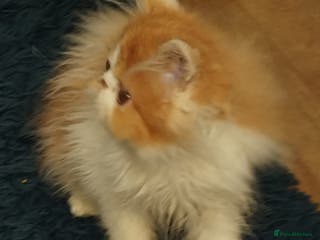 Persian cats Beautiful persian kittens - Advert 2