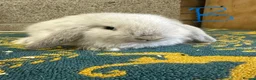 Mini Lop rabbits for sale: Mini Lop Rabbits For Sale - Advert 24