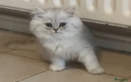 Persian cats for sale: 3 boys Persian chinchilla doll faced  - Image 1