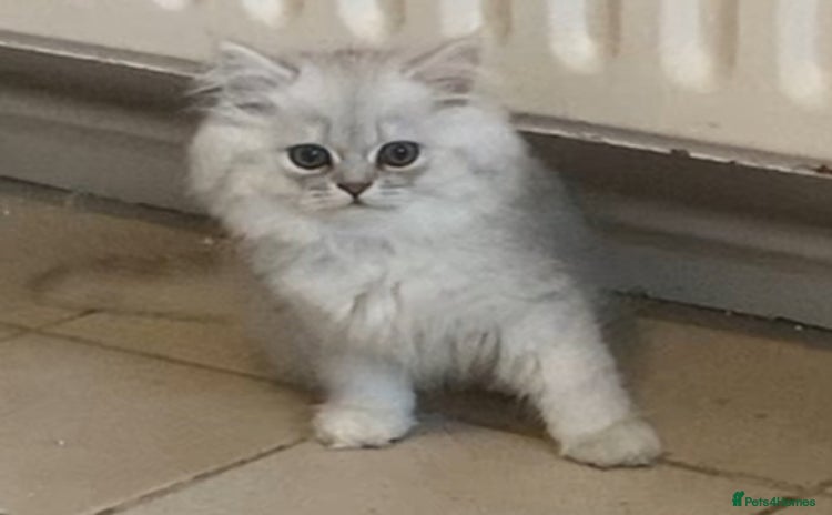 Persian cats - Advert 1