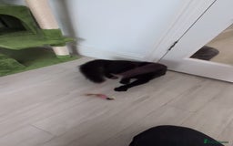 Domestic Shorthair cats for sale: 3 boys, 1 girl kittens  - Image 29