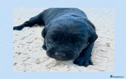 Labrador Retriever dogs for sale: Labrador puppies - Image 3