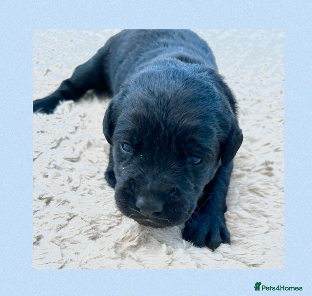 Labrador Retriever dogs for sale: Labrador puppies - Image 3