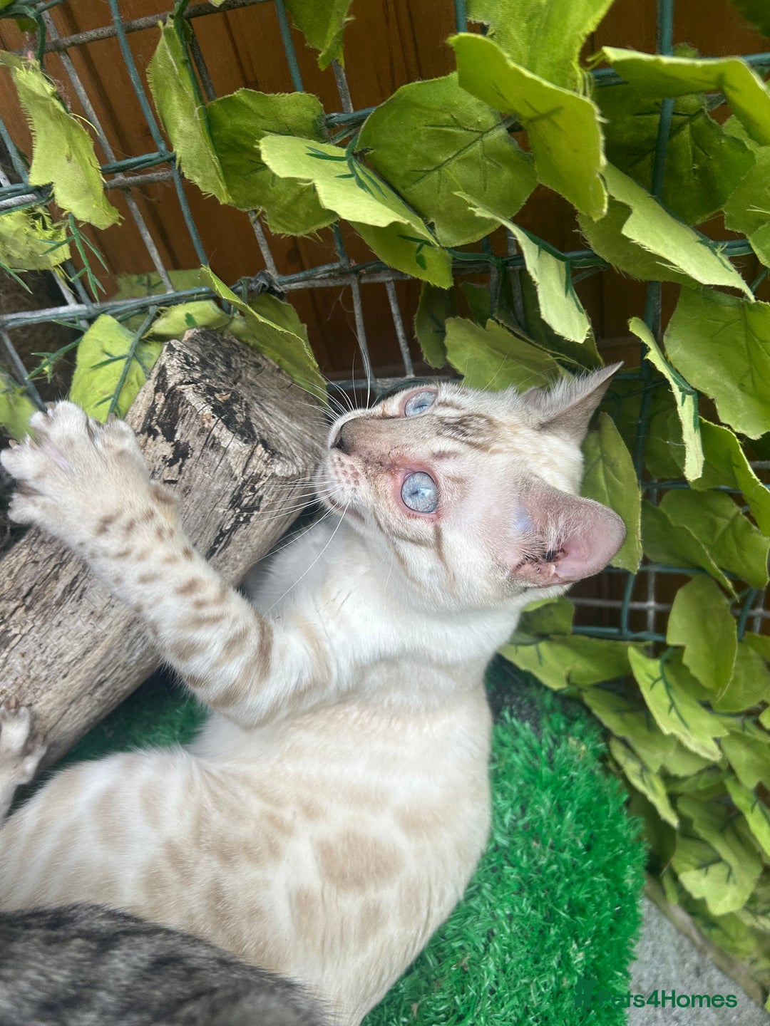Bengal cats for sale: Unbelievably friendly TICA reg kittens  - Image 8