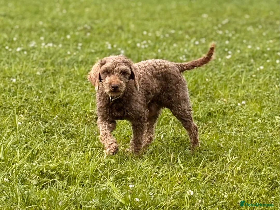 Cockapoo dogs for sale: F1 Cockapoo Pups - Advert 4