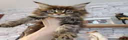 Maine Coon cats for sale: New Adventures Ready to Melt Your Heart-Maine Coon in Coventry - Advert 5