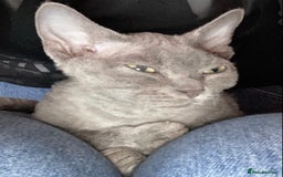 Devon Rex cats for sale: Pedigree Blue Devon Rex – 14wk Affectionate Boy - Image 5