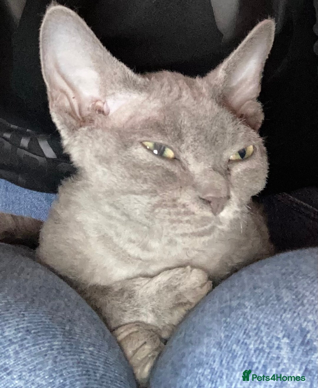 Devon Rex cats for sale: Pedigree Blue Devon Rex – 14wk Affectionate Boy - Image 5