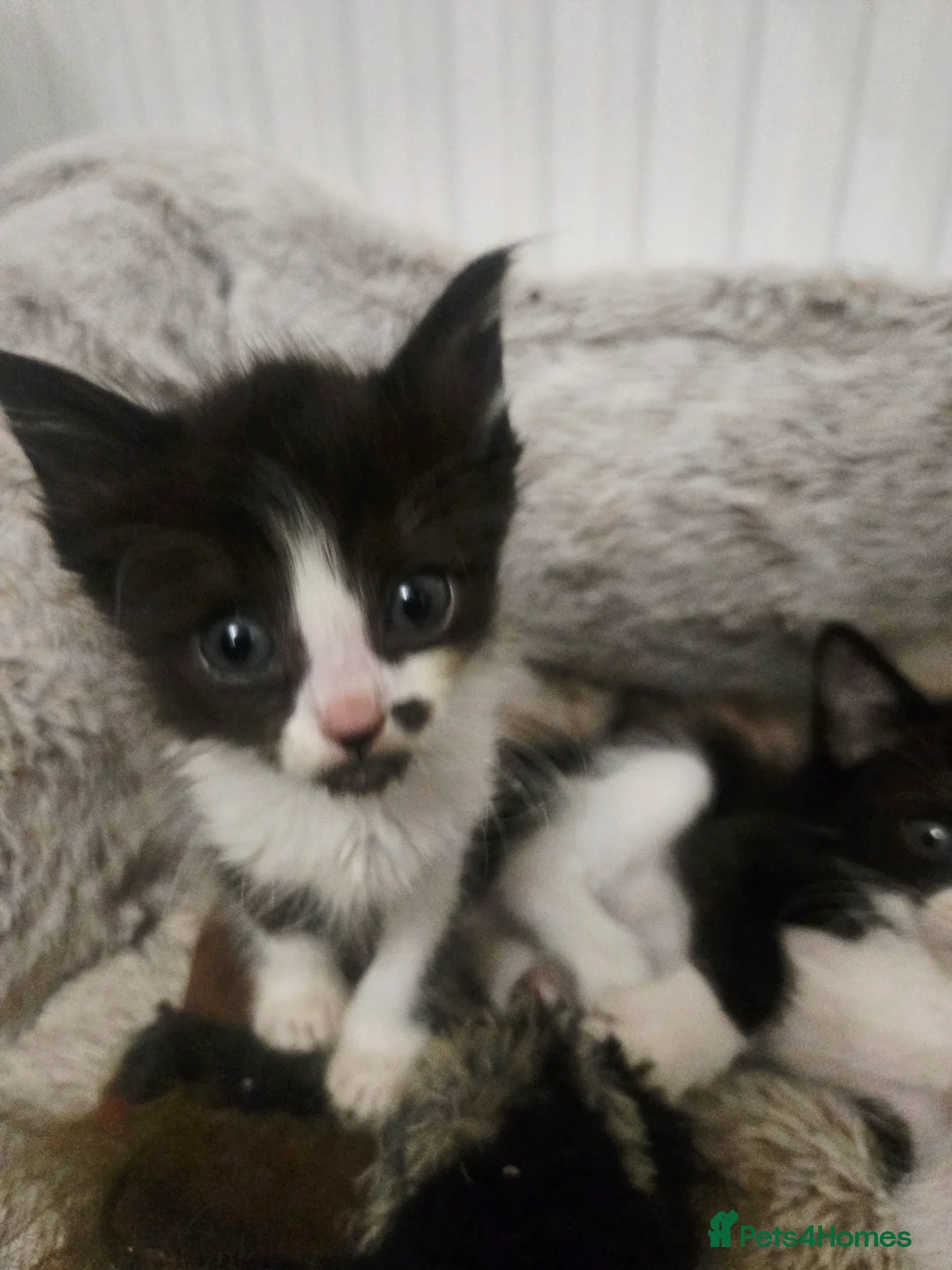 Siamese cats for sale: Beautiful siamese boys and girls  - Advert 7