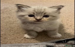 Ragdoll cats for sale: Rehoming wonderful lynx Ragdoll (she’s not £1000!) - Image 2