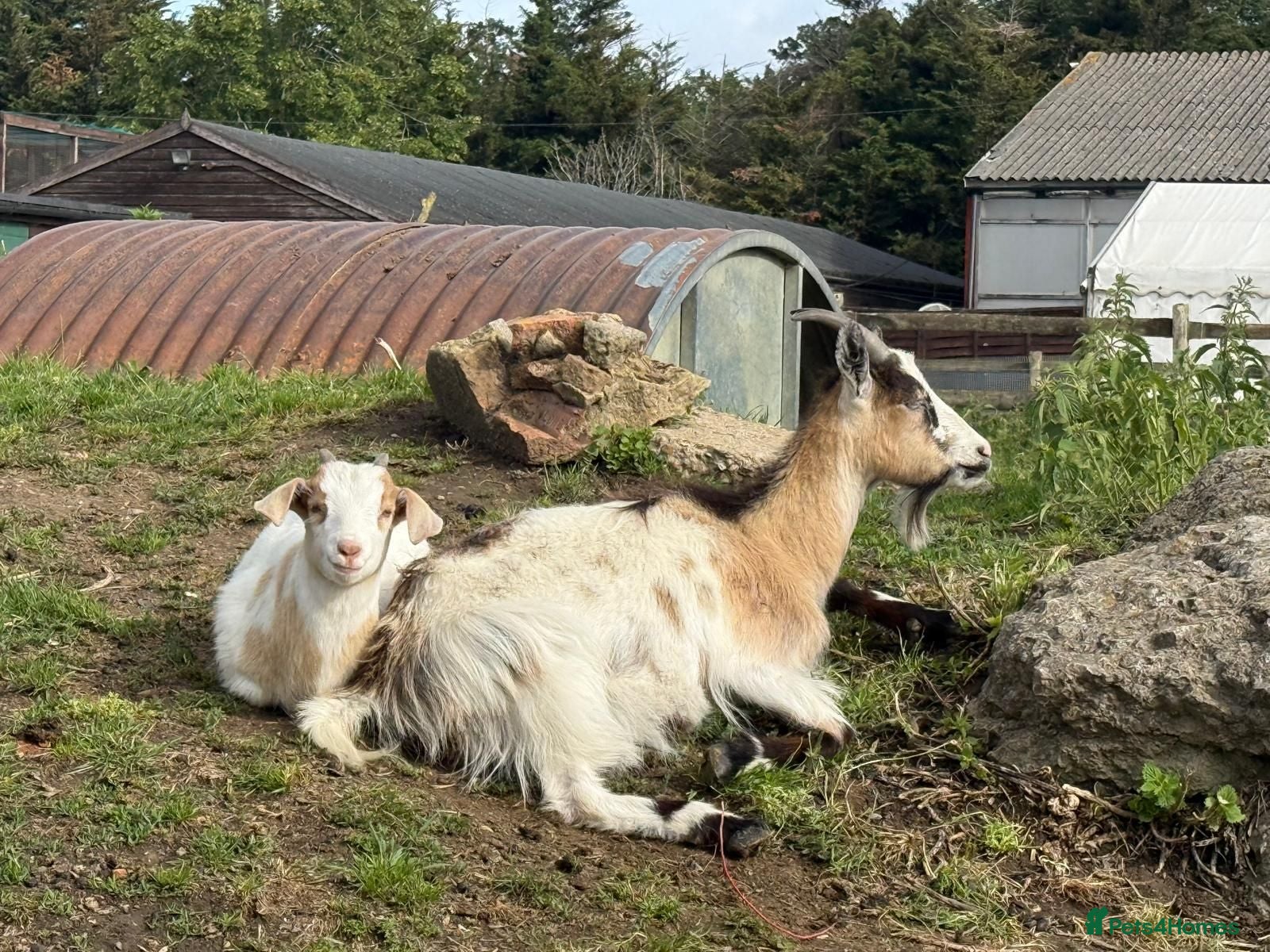 Goats livestock Mother Pygmy goat and Pygmy x Boer castrated kid - Advert 1