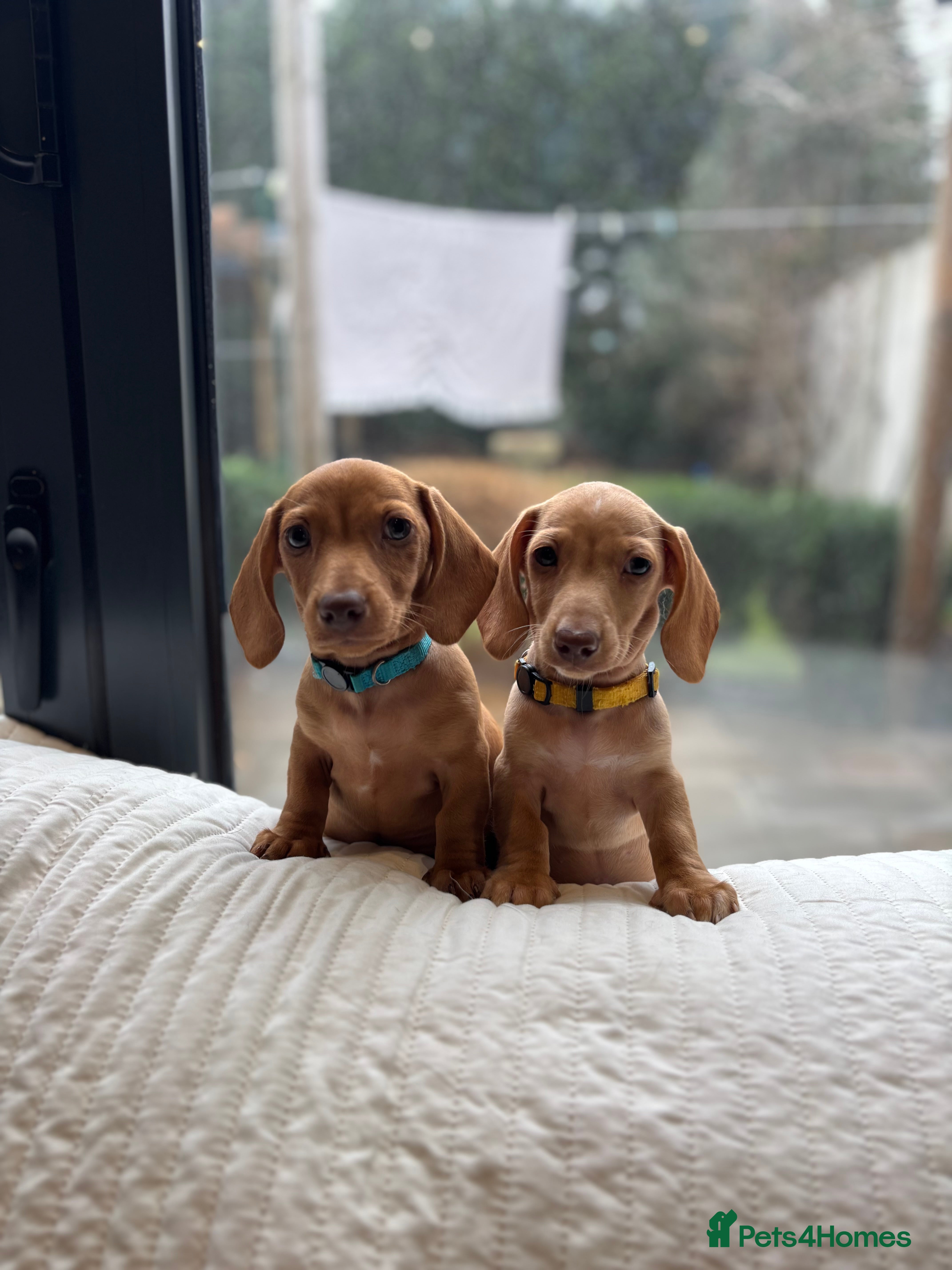 Miniature Dachshund dogs KC miniature dachshunds READY TO. LEAVE  - Advert 1