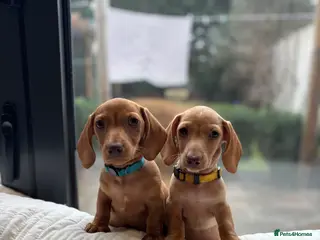 Miniature Dachshund dogs KC miniature dachshunds READY TO. LEAVE - Advert 15