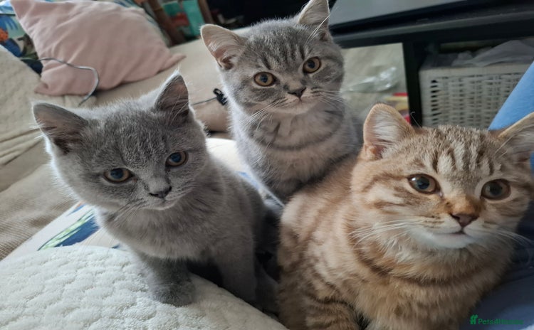 British Shorthair cats Pedigree British Blue and Tabby Shorthair Kittens - Advert 13