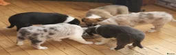 Border Collie dogs for sale: 3 boys, 1 girl in Wellingborough - Advert 2