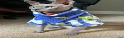 Sphynx cats for sale: Adult male blue sphynx cat - Advert 1
