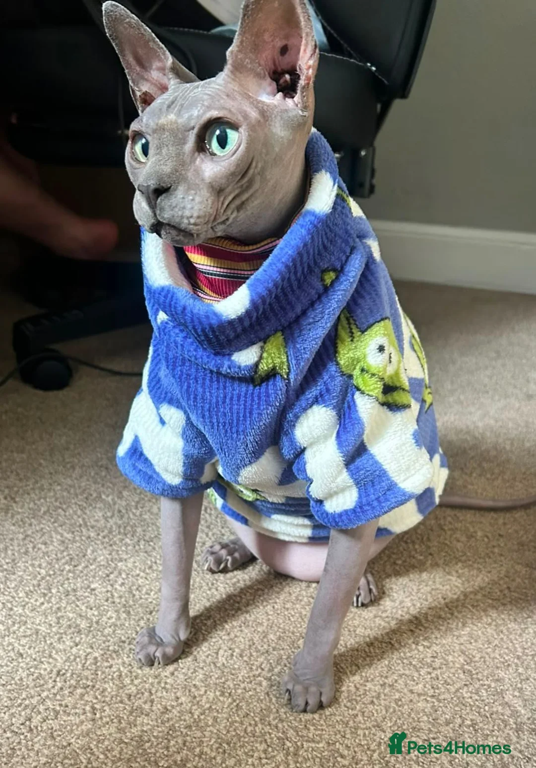 Sphynx cats for sale: Adult male blue sphynx cat - Advert 1