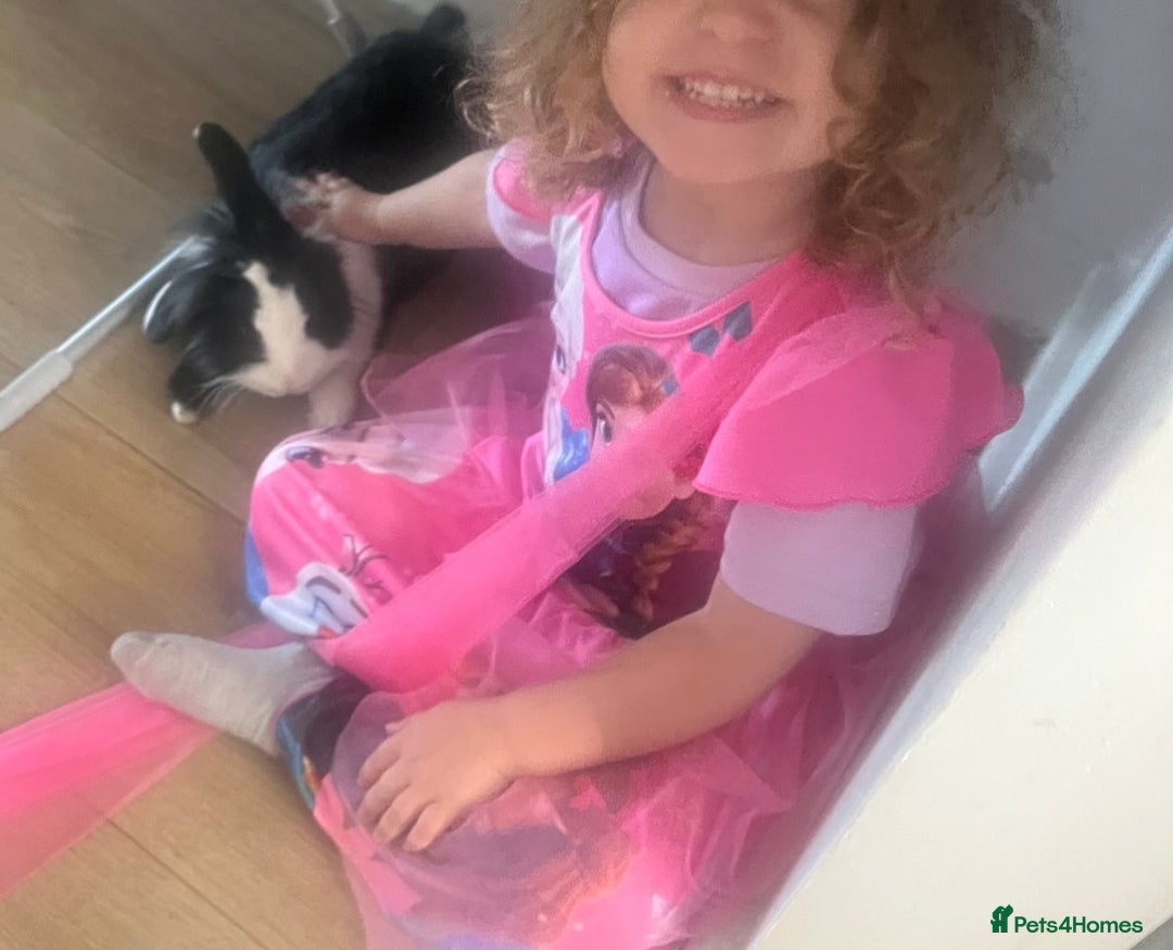 Lionhead rabbits for sale: Free male rabbit 11months old  - Image 4