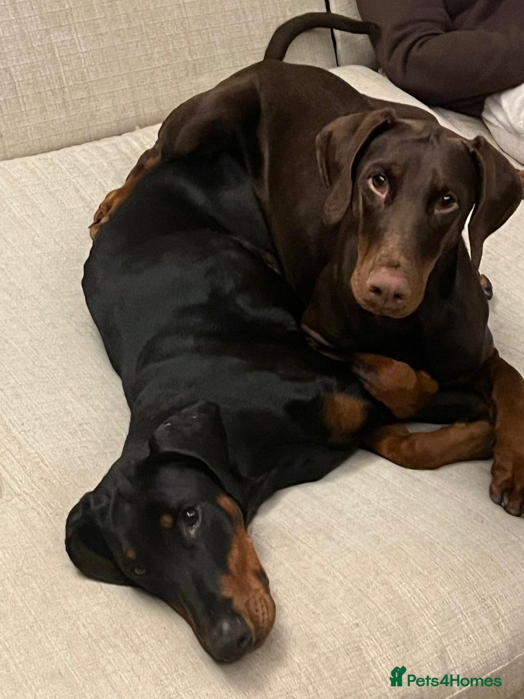 Dobermann dogs for sale: Doberman puppies looking for their forever homes  in Torquay - Image 21