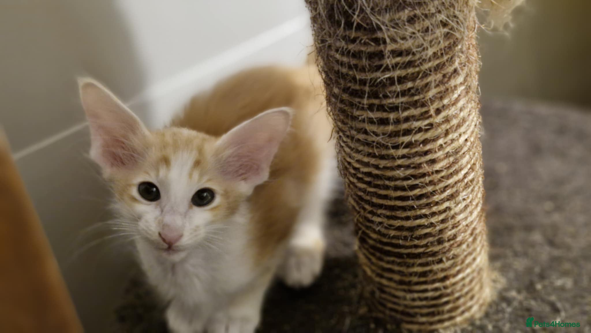 Balinese cats Stunning longhair cream and White bicolour boy - Advert 1