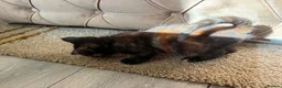 Mixed Breed cats for sale: Beautiful hand reared kittens  - Advert 14