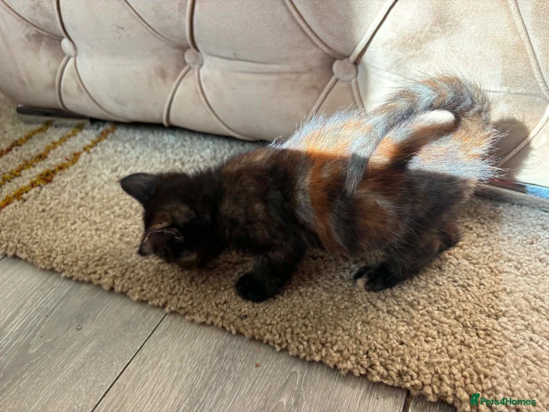 Mixed Breed cats for sale: Beautiful hand reared kittens  - Advert 14