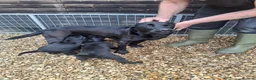 Labrador Retriever dogs for sale: Black Labrador Retriever Puppies in Radstock - Advert 2