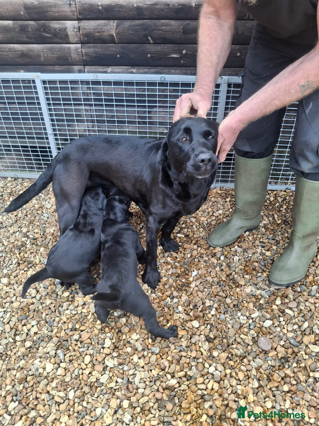 Labrador Retriever dogs for sale: Black Labrador Retriever Puppies in Radstock - Advert 2