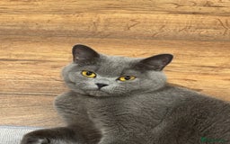 British Shorthair cats for sale: She is Bella  - Image 2