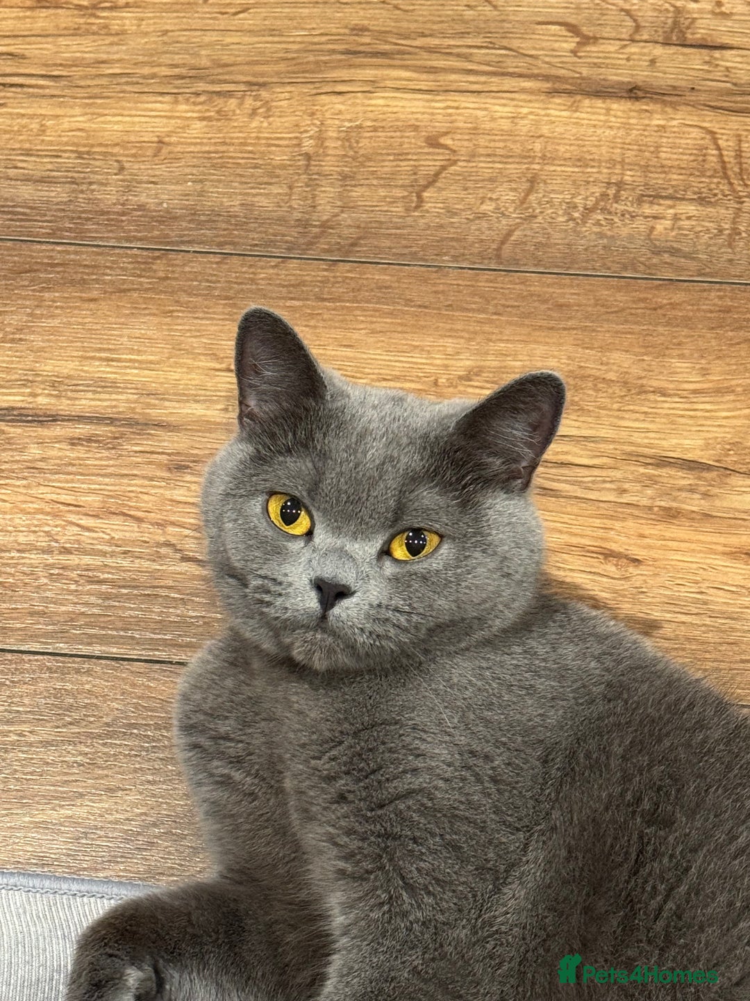 British Shorthair cats for sale: She is Bella  - Image 2