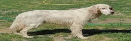 English Setter dogs for adoption: BRUNO - Advert 3
