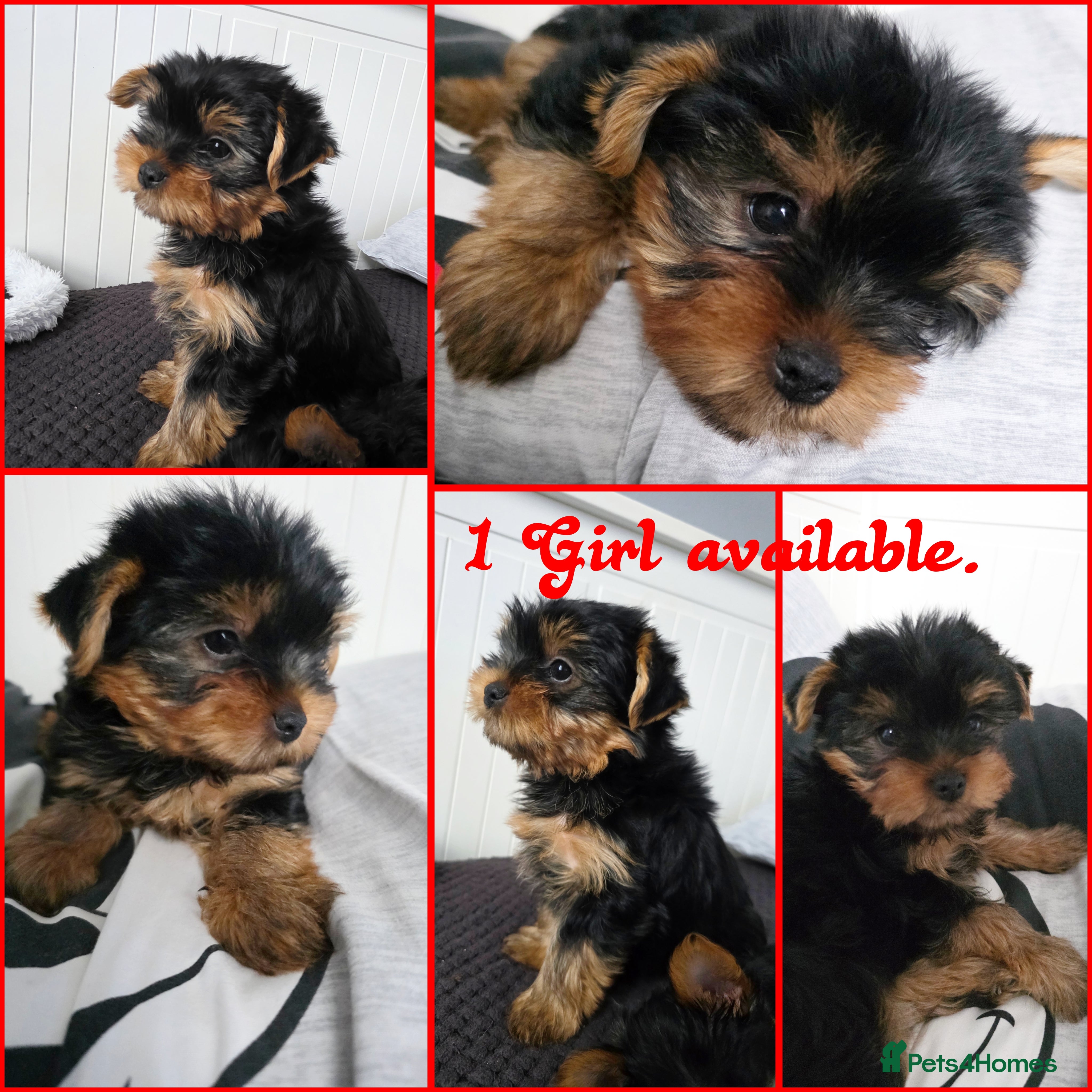 Yorkshire Terrier dogs Yorkshire terrier🐶KC.reg 5 gen.Pedigree 🏆💕 - Advert 5