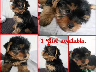 Yorkshire Terrier dogs Yorkshire terrier🐶KC.reg 5 gen.Pedigree 🏆💕 - Advert 5