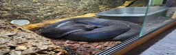 Boa Snake reptiles for sale: IMG het Anery T1 Female  - Advert 3