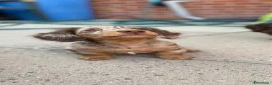 Miniature Dachshund 1