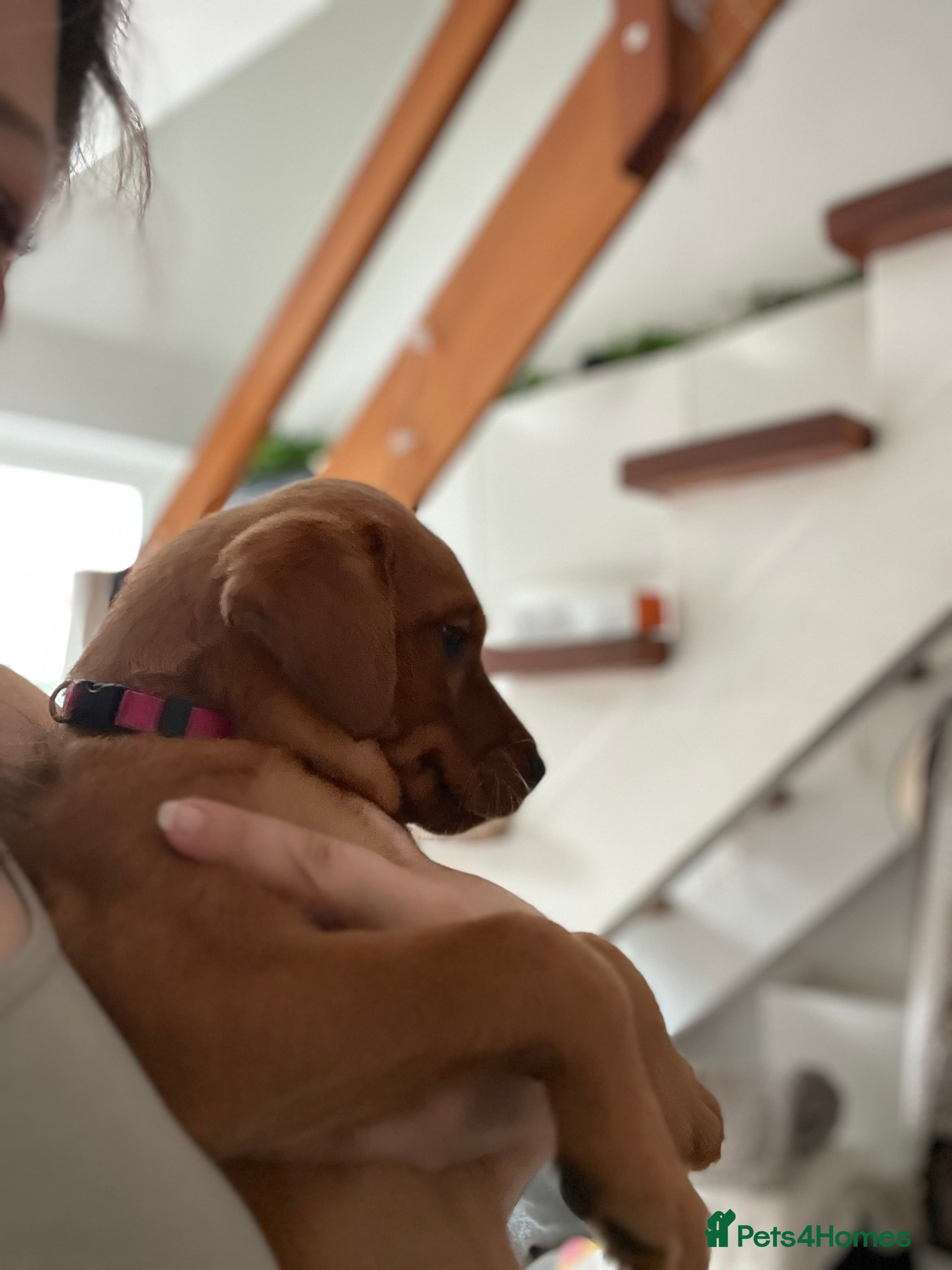 Labrador Retriever dogs Champion Bloodline KC Dark Fox Red Labrador Puppy - Advert 2