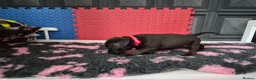 Staffordshire Bull Terrier dogs for sale: Staffordshire bull terrier pups in Leeds - Advert 5