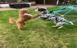 Dalmatian dogs for sale: Dalmatian needs rehoming  - Image 3