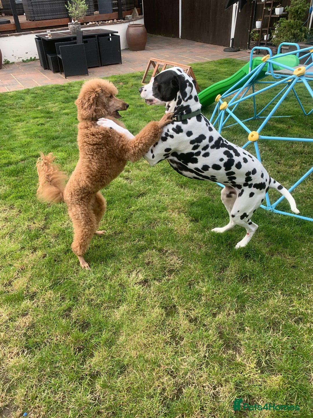 Dalmatian dogs for sale: Dalmatian needs rehoming  - Image 3