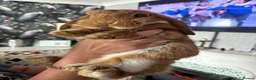 Mini Lop rabbits for sale: Mini lop buck - Advert 2