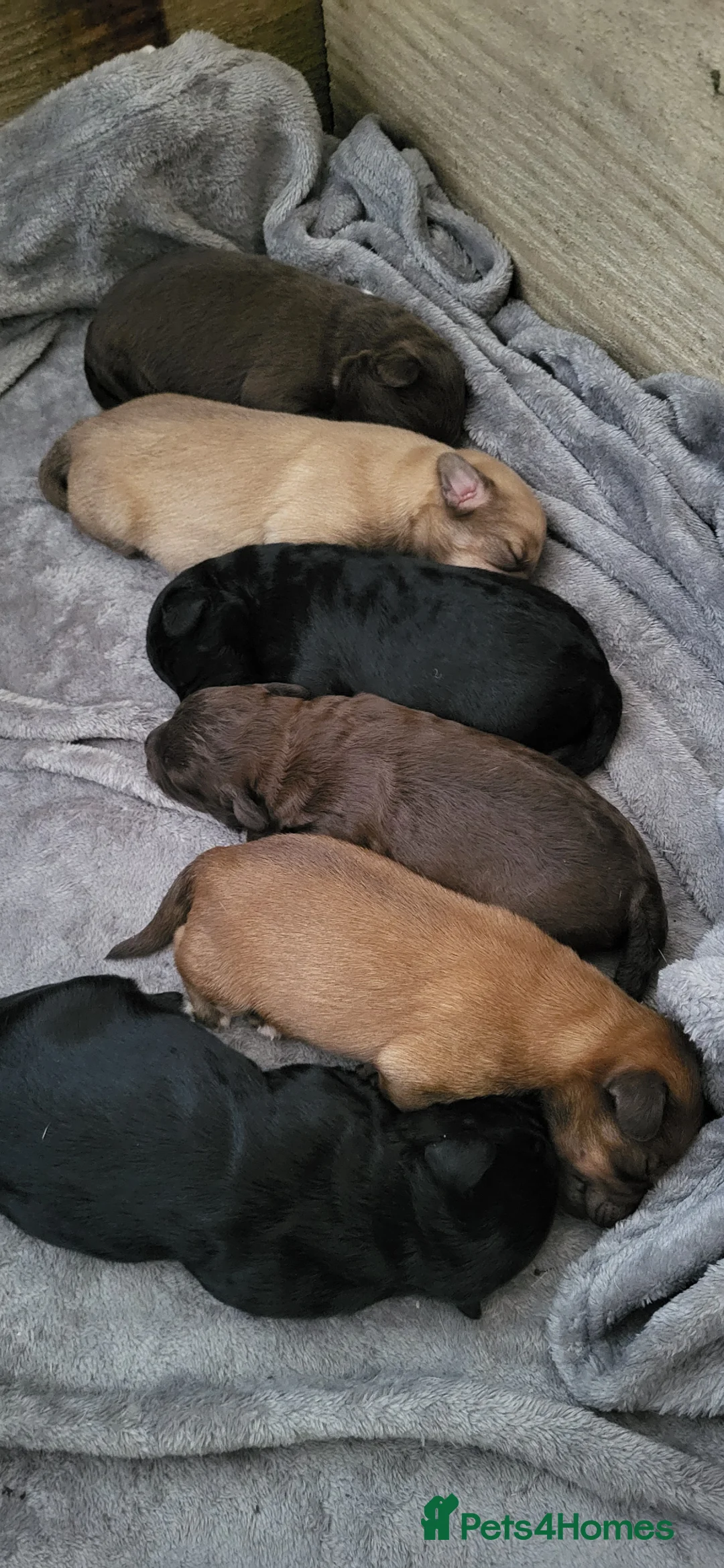 Jackapoo dogs for sale: Jackapoo pups for sale  - Advert 1