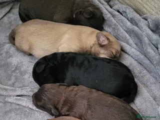 Jackapoo dogs Jackapoo pups for sale - Advert 1