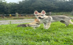Saarloos Wolfdog dogs for sale: Rare Wolfdog Pups - Socialised & Highly Trainable - Image 14